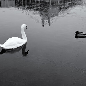 Face off